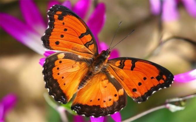 蝴蝶名称有哪些「五种常见的蝴蝶品种是」