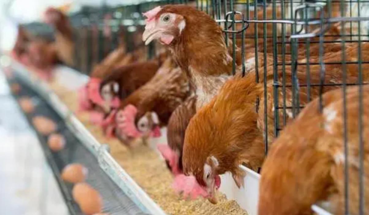 哪些禽类动物适合家庭养殖 如何区分不同种类的禽类动物